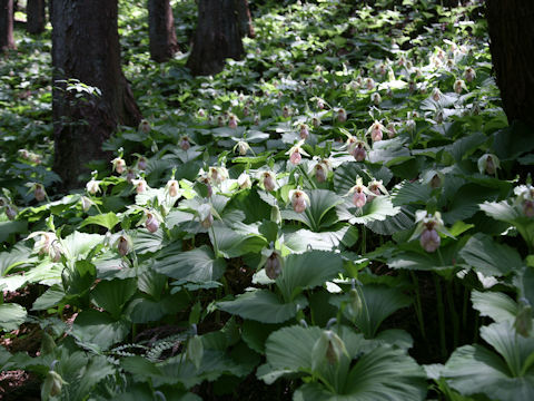 Cypripedium japonicum