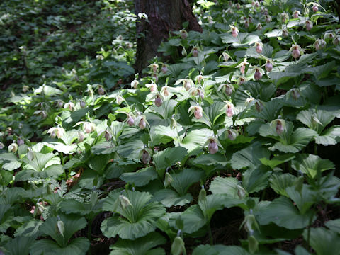 Cypripedium japonicum