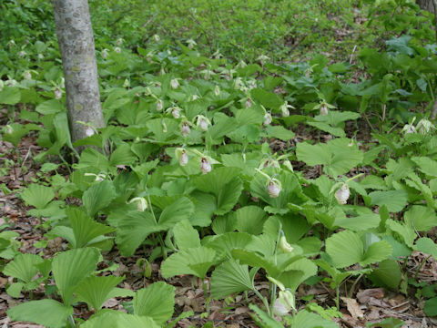 Cypripedium japonicum