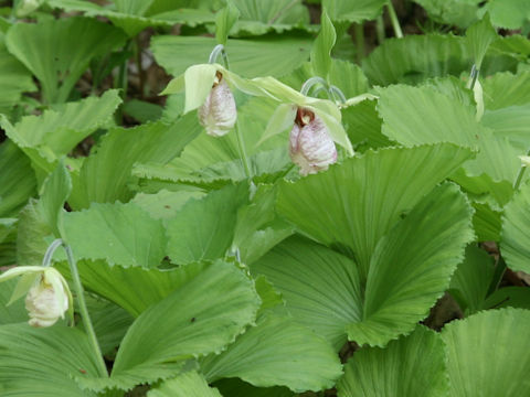 Cypripedium japonicum