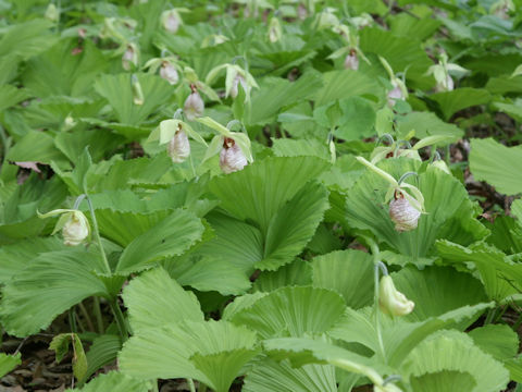 Cypripedium japonicum