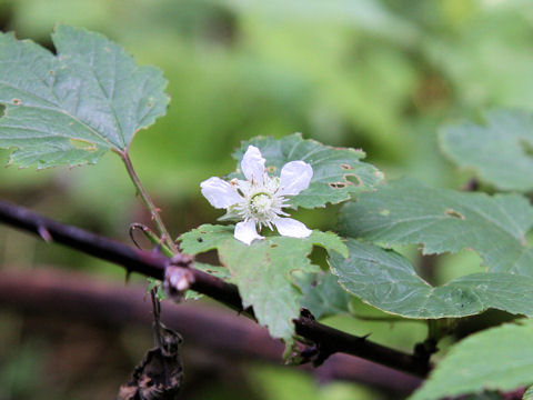 Rubus crataegifolius