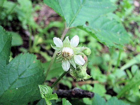 Rubus crataegifolius