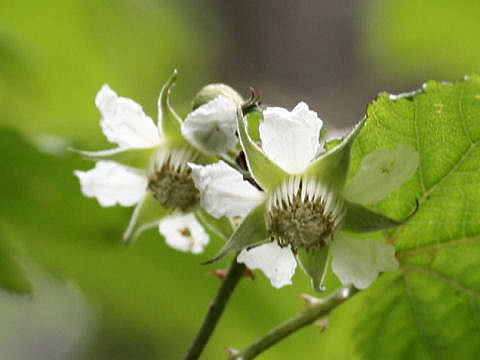 Rubus crataegifolius