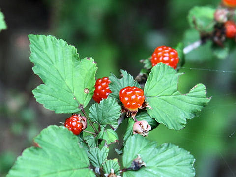 Rubus crataegifolius