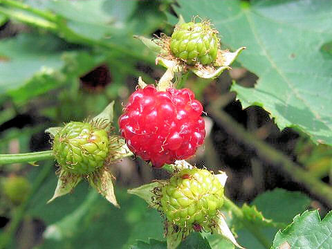 Rubus crataegifolius