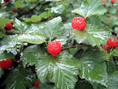 Rubus crataegifolius