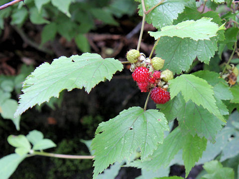 Rubus crataegifolius