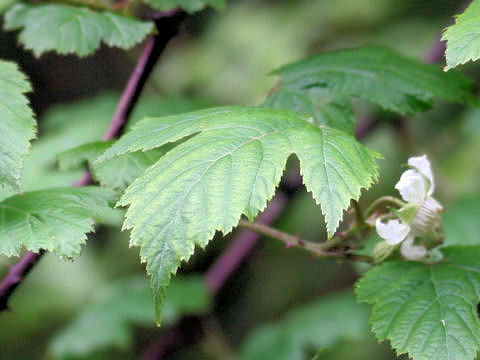 Rubus crataegifolius