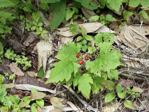 Rubus crataegifolius