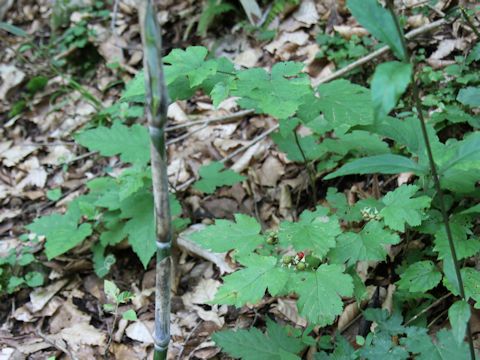 Rubus crataegifolius