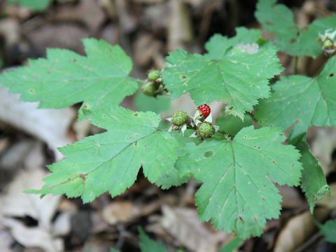 Rubus crataegifolius