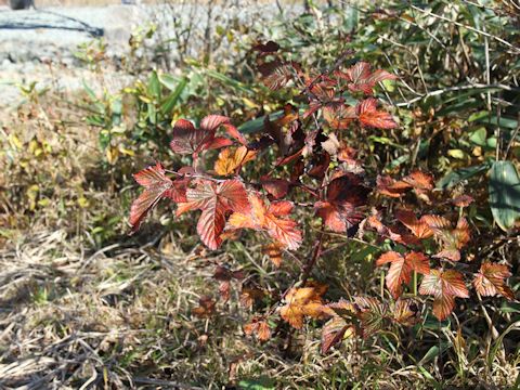 Rubus crataegifolius