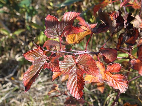 Rubus crataegifolius