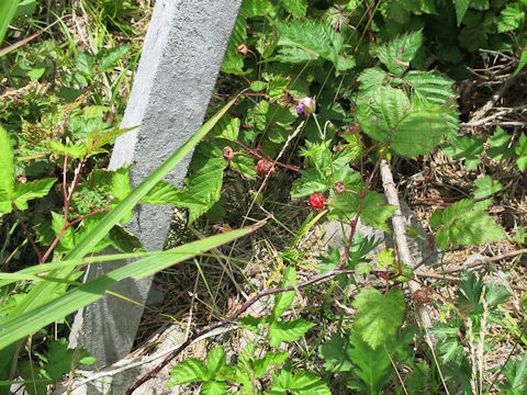 Rubus crataegifolius