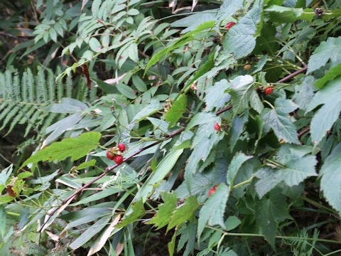 Rubus crataegifolius