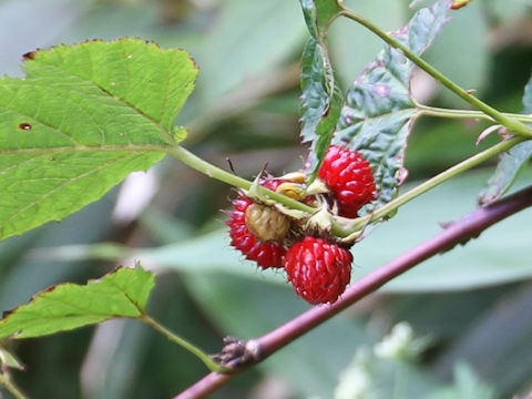 Rubus crataegifolius