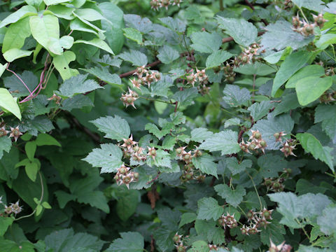 Rubus crataegifolius