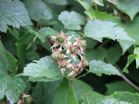 Rubus crataegifolius