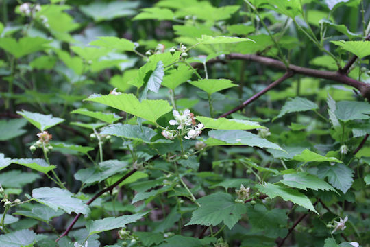 Rubus crataegifolius