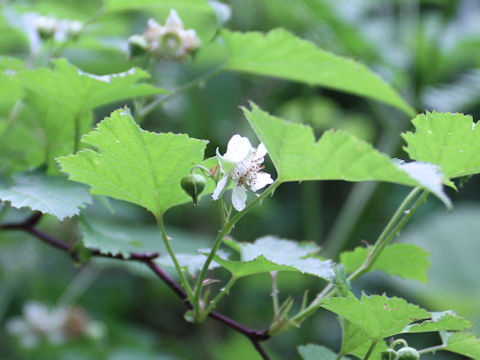 Rubus crataegifolius