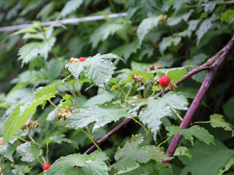 Rubus crataegifolius