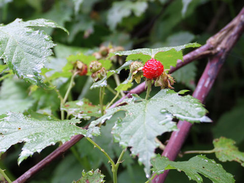 Rubus crataegifolius