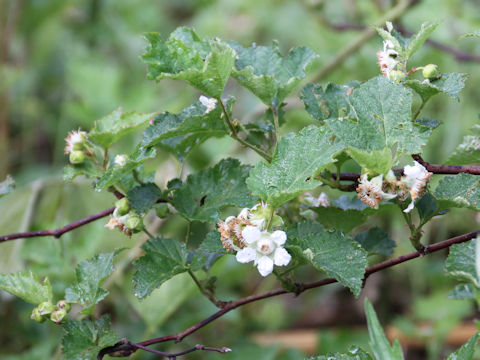 Rubus crataegifolius