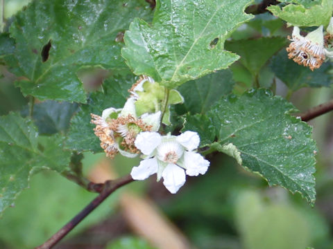 Rubus crataegifolius