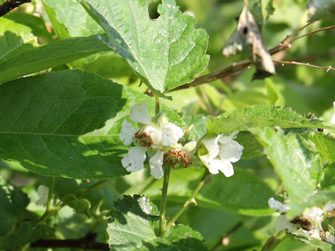 Rubus crataegifolius