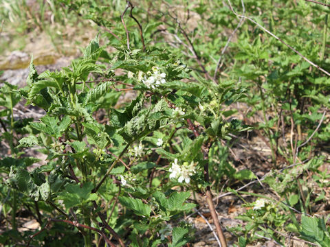 Rubus crataegifolius