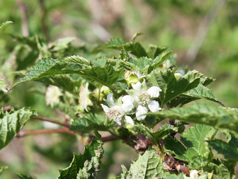 Rubus crataegifolius