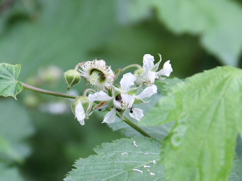 Rubus crataegifolius