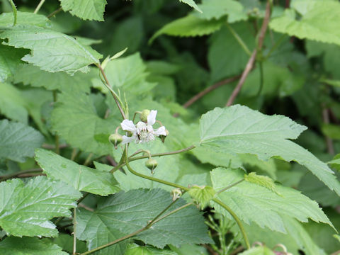 Rubus crataegifolius