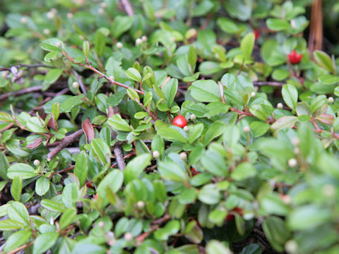 Arctostaphylos uva-ursi