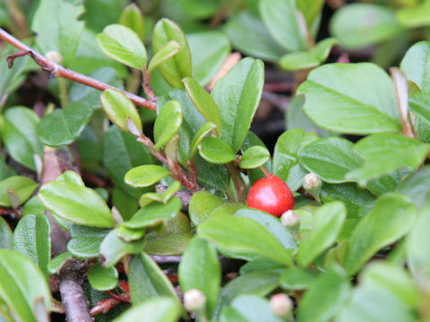 Arctostaphylos uva-ursi