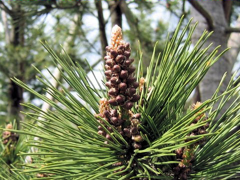 Pinus thunbergii