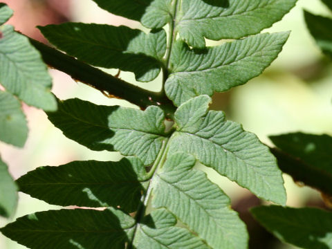 Dryopteris lacera