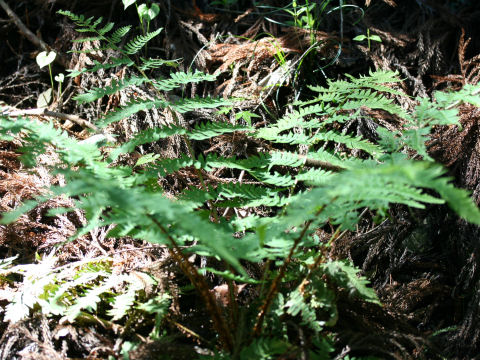 Dryopteris lacera