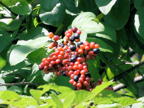 Berchemia racemosa