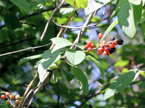 Berchemia racemosa