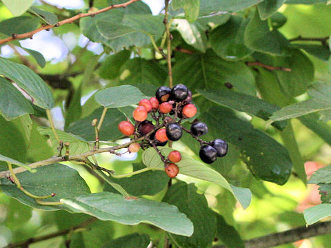 Berchemia racemosa