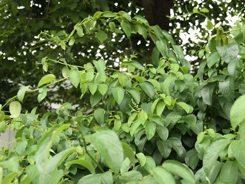 Berchemia racemosa