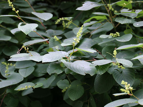 Berchemia racemosa