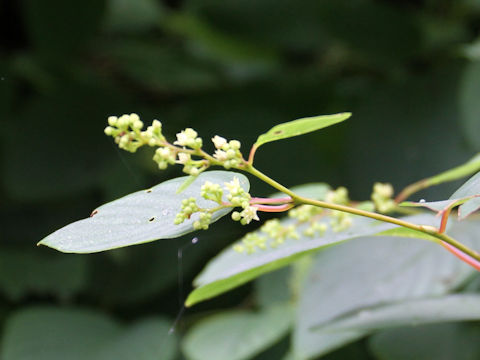 Berchemia racemosa