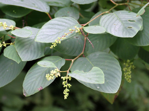 Berchemia racemosa