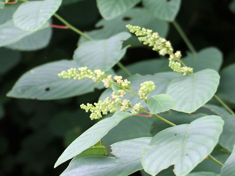 Berchemia racemosa