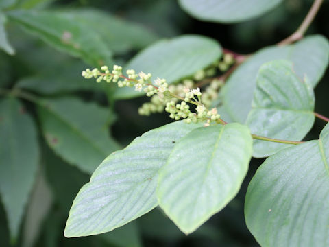 Berchemia racemosa