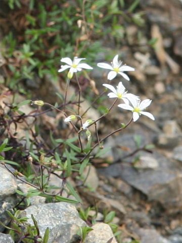 Cerastium schizopetalum var. bifidum