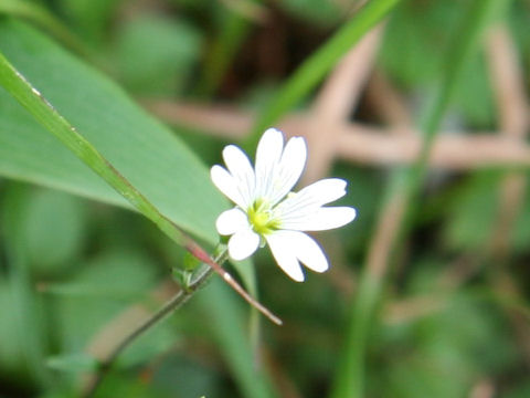 Cerastium schizopetalum var. bifidum